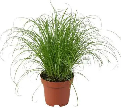 Obrázek produktu pro Cyperus alternifolius „Zumula“ – tráva střídavolistá, keramický květináč