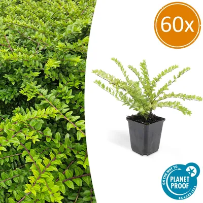 Zdjęcie produktu dla Rośliny okrywowe – mirt ogrodowy – Lonicera nitida 'Maigrün' – doniczka 9 cm – zestaw 60 sztuk