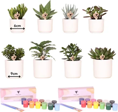 Produktbild von DIY Malset Blumentöpfe bemalen Set 4 Personen Sukkulenten Kreativ