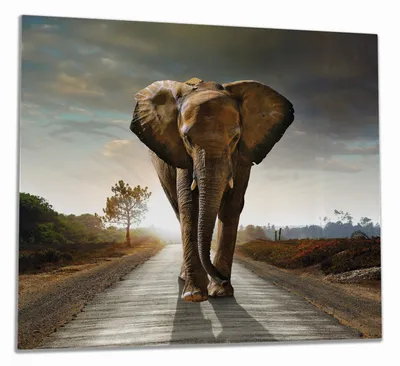 Produktbild von Wallario Herdabdeckplatte aus Glas, Größe 60 x 52 cm 1-teilig, Motiv Elefant bei Sonnenaufgang in Afrika