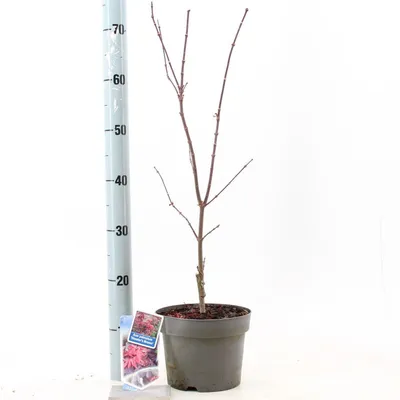 Zdjęcie produktu dla Acer pal. 'Skeeters Broom' – klon miłoręwny | 60+ cm w doniczce
