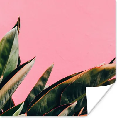 Produktbild von MuchoWow® Poster Pflanzen - Frauenzunge - Rosa - Tropisch 100x100 cm - Babyzimmer