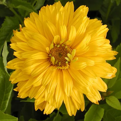 Produktbild von 6 x Sonnenauge  - Heliopsis helianthoides 'Goldgefieder'  | Topf 9cm x 9cm