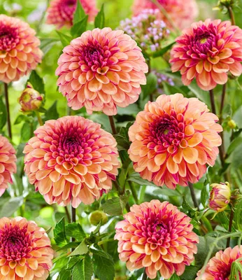 Produktbild von BALDUR Garten 2x Dahlie 'Palmares', Knollen in Größe I, Blickfang für Beet, Kübel & Vase, kompakter Wuchs & üppige Blüte, lange Blütezeit und robust, mehrjährig & pflegeleicht