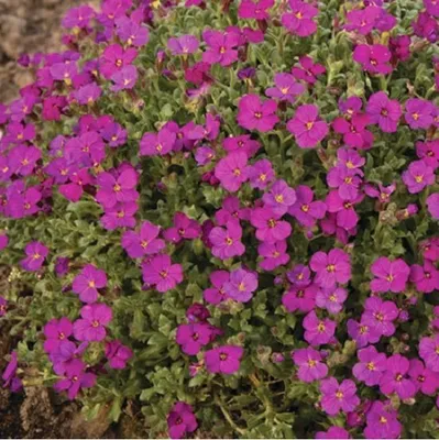 Obrázok produktu pre 6 ks rastlín Aubrieta 'Cascade Red' | Kvetináč 9 cm x 9 cm