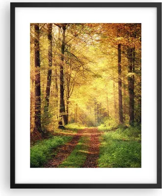Produktbild von Gerahmtes Poster - Schwarzer Rahmen - Wald Baum Natur - 40x50 cm - Wand Bild - Wanddeko - Wandbilder - Kunstposter - Wandposter - Bilderrahmen - Bilder - Kunstdruck - Wandbild - P2BPA40x50-3718