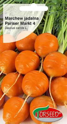 Produktbild von Samen der essbaren Karotte Parijse Markt 4 3g - Torseed