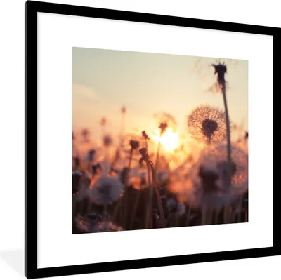 Produktbild von MuchoWow® Gerahmtes Poster Löwenzahn - Sonnenuntergang - Frühling 40x40 cm - Poster mit Schwarzem Bilderrahmen Wandposter Rahmen Foto Bilder - Poster - Plakat im Rahmen