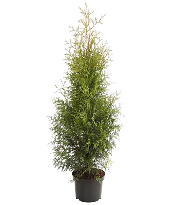 Produktbild von Dehner Thuja Brabant, kegelförmiger Wuchs, ca. 80-100 cm, Heckenpflanze