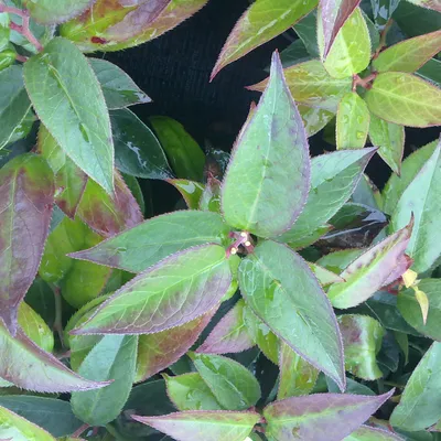 Productafbeelding van 2 x Traubenmyrte 'Lovita' - Leucothoe Lovita (= 'Zebonard') | 20-30 cm in pot