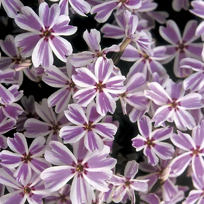 Obrázok produktu pre 6 x kobercový plamienok  - Phlox subulata 'Candy Stripes'  | Kvetináč 9 cm x 9 cm