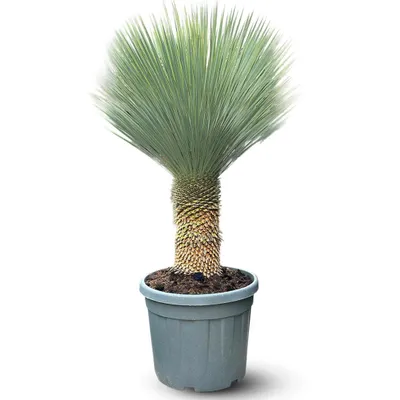 Image de Yucca rostrata - plante méditerranéenne - stip 40 cm - ↕ 130-150 cm - ⌀ 45 cm - plante d'extérieur