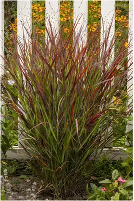 Produktbild von Stauden Gänge 10 x Panicum virgatum 'Cardinal' im 1 Liter Topf - Rote Rutenhirse - Ziergras mit intensiven Rottönen - NEUE SORTE - Winterhart