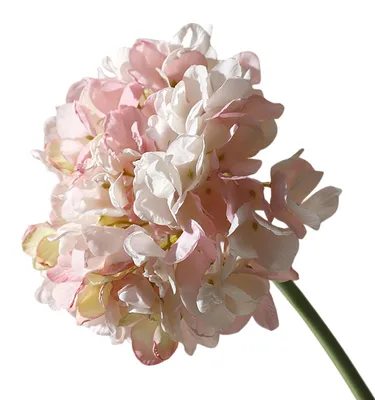 Produktbild von Realistisch wirkende künstliche Hortensienblüten, große, naturgetreue Seidenblumen mit Stiel, ideal für Blumenarrangements zu Hause, auf Partys oder als Tischdekoration für Hochzeiten.