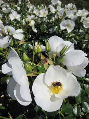 Produktbild von Kleinstrauchrose Escimo ® - Rosa Escimo ® - Kordes Rose