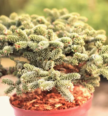 Immagine prodotto di Abete bianco nano Abies procera Wiesmoornixe 20 - 25 cm sempreverde