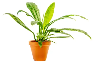 Obrázek produktu pro Gardners Philodendron Campii, průměr 14 cm