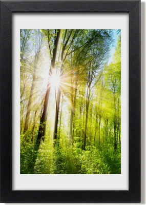 Produktbild von Bild 20x30 MDF-Rahmen, Wandkunst Sonne im Wald