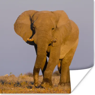Produktbild von MuchoWow® Poster Afrikanischer Elefant im Sand 100x100 cm - Babyzimmer