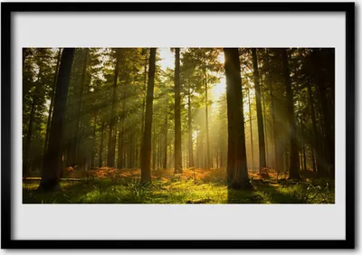 Produktbild von Bild 70x50 MDF-Rahmen Wandkunst Natur Wald Bäume