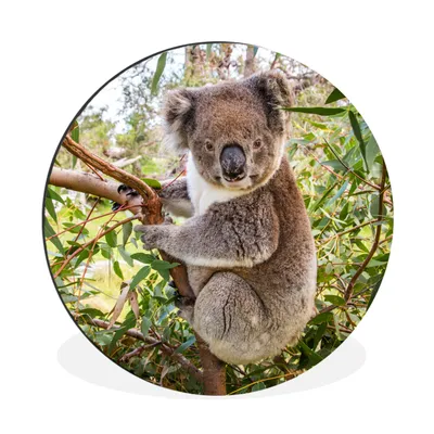 Produktbild von MuchoWow® Aluminium Wandkreis Koala - Blätter - Kinder - Jungen - Mädchen Ø 30 cm Wanddeko Modern Wohnzimmer - Wand Bild - Wohnzimmer - Runde Bilder - Alubilder - Kunst für zu Hause - Aluminium - Wanddekoration