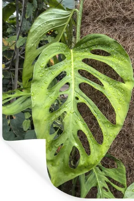 Produktbild von MuchoWow® - Wierderverwendbar - Selbstklebend