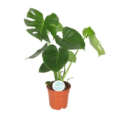 Produktbild von Monstera Deliciosa - Gatenpflanze - 65Cm - Ø21