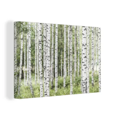 Obrázek produktu pro OneMillionCanvasses® Malba na plátně Nástěnná malba na plátně - Vzrostlý březový les s kmeny stromů - 150x100cm