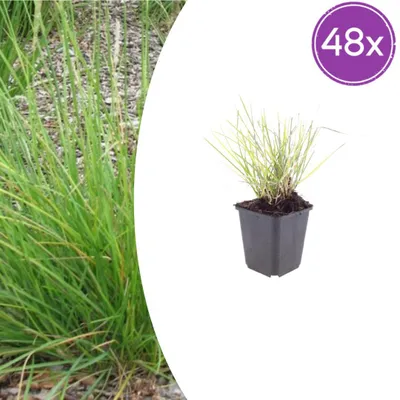 Produktbild von Sesleria autumnalis | 48 Stück - 10-25cm - Ø9cm - Gartenpflanze