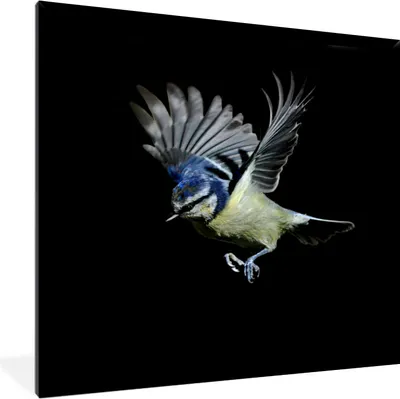 Produktbild von MuchoWow® MuchoWow® Gerahmtes Poster Blaumeise - Vogel - Schwarz 40x40 cm - Poster mit zchwarzem Bilderrahmen - Mit Rahmen - Wanddekoration Schlafzimmer