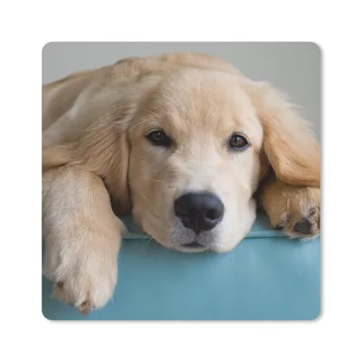 Produktbild von MuchoWow® Mauspad Mousepad Ein liegender Golden Retriever 20x20 cm - Mousepads - Maus Mat - Pad - Mausunterlage - Desk Mat - Bureauartikeln