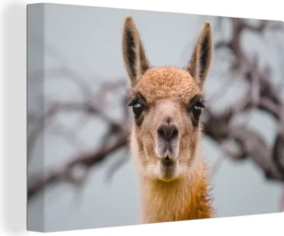 Produktbild von OneMillionCanvasses® - Leinwandbilder - 150x100 cm, Lama - Selfie - Boom, Wandbilder Kunstdruck Wanddekoration