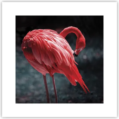Produktbild von Poster - Poster ohne Rahmen - Flamingo Rosa Vogel - 30x30 cm - Wand Bild - Wanddeko - Wandbilder - Kunstposter - Wandposter - Bilder - Kunstdruck - Wanddekoration - Wandbild - P2XAC30x30-4551