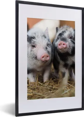 Produktbild von MuchoWow® Gerahmtes Poster Schwein - Tiere - Ferkel 40x60 cm - Poster mit Schwarzem Bilderrahmen Wandposter Rahmen Foto Bilder - Poster in Rahmen