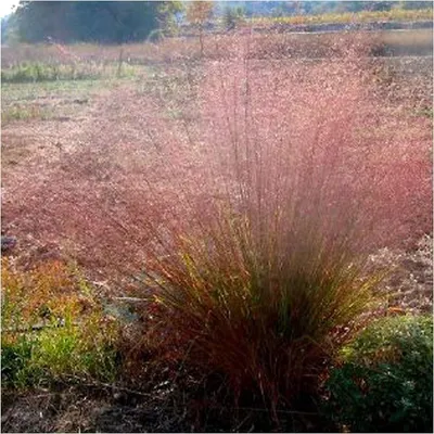 Produktbild von Stauden Gänge 3 x Eragrostis trichodes im 1 Liter Topf - Rotes Bogen Liebesgras - ein absoluter Hingucker