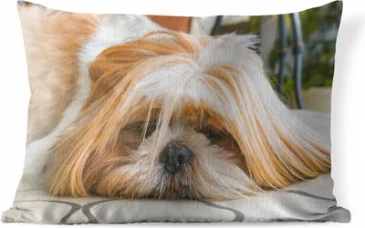 Produktbild von MuchoWow® Outdoor Kissen - Ein Shih Tzu Hund liegt schlafend auf dem Boden - 60x40 cm - Wetterfest - Lounge Kissen - Zierkissen - Kissen für Innenräume