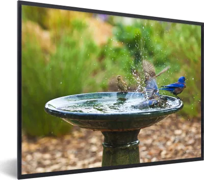 Produktbild von MuchoWow® MuchoWow® Gerahmtes Poster Vogeltränke - Vogel - Wasser 40x30 cm - Poster mit zchwarzem Bilderrahmen - Kunstposter - Wanddekorationen