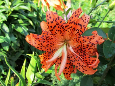 Produktbild von 5x Frische Blumenzwiebeln Tiger Lilien " Flore Pleno " orange. NEUE ERNTE