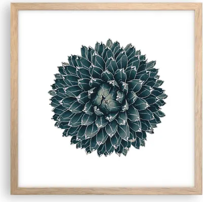 Produktbild von Gerahmtes Poster - Rahmen in heller Eiche - Agave Königin Victoria - 40x40 cm - Wand Bild - Wanddeko - Wandbilder - Wandposter - Bilderrahmen - Bilder - Kunstdruck - Wandbild - P2NAC40x40-4129