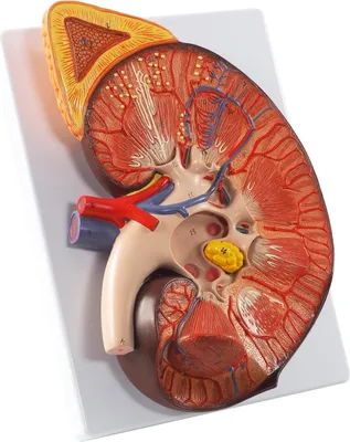Produktbild von Niere mit Nebenniere Anatomie Modell 2 teilig 3x vergrößert auf Sockel