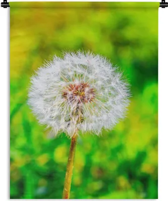Produktbild von MuchoWow® Wandteppich Wandbehang Löwenzahn - Gras - Blume 150x200 cm Tapisserie Dekoration Wandtuch - Wandaufhängung - Moderner