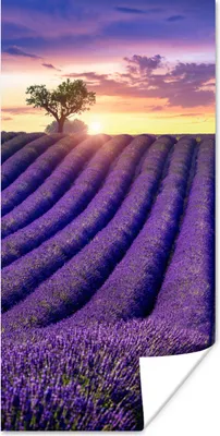 Produktbild von MuchoWow® Poster Lavendel - Hügel - Sonnenuntergang - Bpmen - Lila 20x40 cm - Plakat - Foto