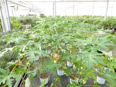 Produktbild von Papaya Carica papaya 100 – 120 cm – Melonenbaum, tropische Kübelpflanze