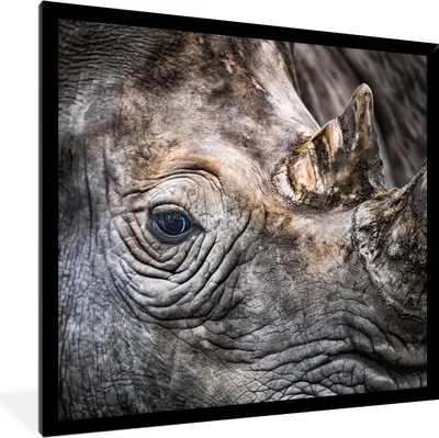 Produktbild von MuchoWow® MuchoWow® Gerahmtes Poster Nahaufnahme Nashorn 40x40 cm - Poster mit zchwarzem Bilderrahmen - Mit Rahmen - Wanddekoration Schlafzimmer