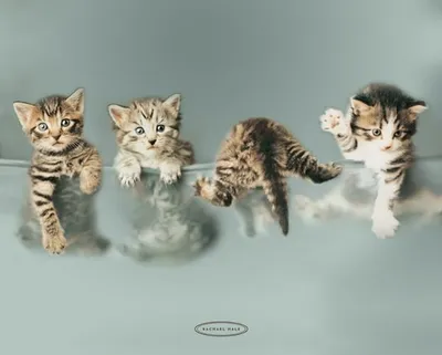 Imagen del producto de Chats - Rachael HALE - gatitos - 40x51 cm - Póster