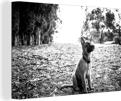 Produktbild von OneMillionCanvasses® - Leinwandbilder - 140x90 cm, Malinois Schäferhund Welpe schaut auf - schwarz und weiß, Wandbilder Kunstdruck Wanddekoration