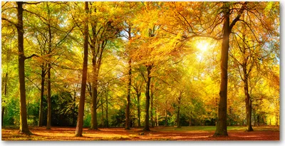 Produktbild von Tulup Glas-Bild -140x70- Wandkunst Dekorative Wand für Küche & Wohnzimmer - Landschaften - Herbstwald - Gelb