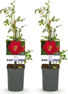 Produktbild von GreenboutiQ - Kletterrose - Rosa Red Queen - Blüte Rot - Geringer Pflegeaufwand - 2 Pflanzen - Topf 11cm Höhe 40cm