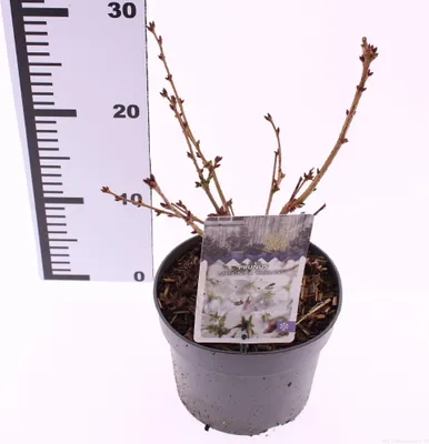 A small potted plant with a label in a dark pot, next to a ruler.