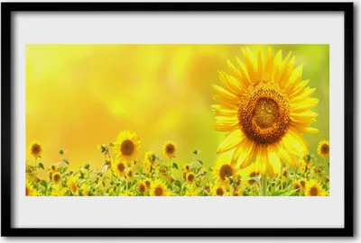 Produktbild von Bild 60x40 MDF-Rahmen Wandkunst Sonnenblume Pflanze